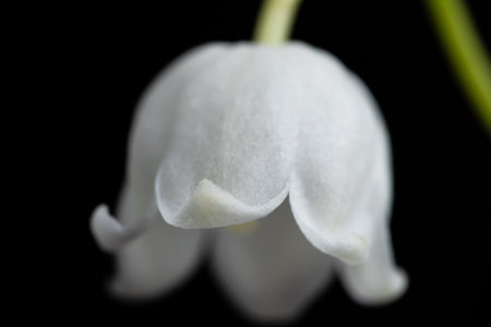 The branch of lilies of the valley flowers isolated on black background.の写真素材
