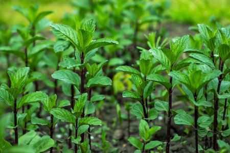Fresh leaves green mint. plant growing background