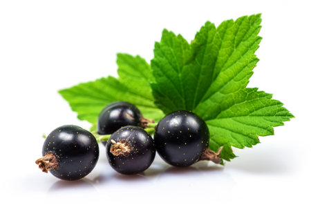 Black currant with leaves isolated on white.の写真素材