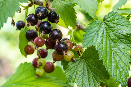Branch of black currant in the garden.