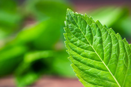 Fresh mint on wooden table copy space. selective focus.の写真素材