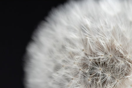 Dandelion macro photography on black close up.の写真素材