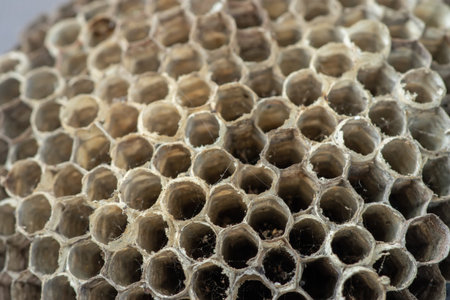 Old wasp nest with honeycombs close upの写真素材