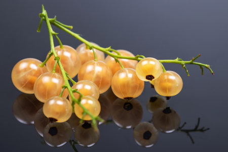 Ripe Sweet White Currants on the dark background.の写真素材
