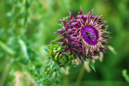 Purple Thistle Silybum marianum in the field. sunny day.の写真素材