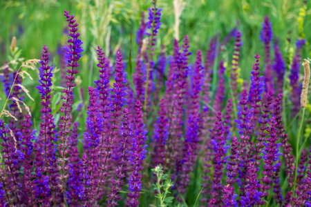 Close up Salvia nemorosa herbal plant with violet flowers in a meadow.の写真素材