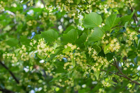 Linden tree flowers clusters tilia cordata, europea, small-leaved lime, littleleaf linden bloom. Pharmacy, apothecary, natural medicine, healing herbal tea, aromatherapy. spring background.の写真素材