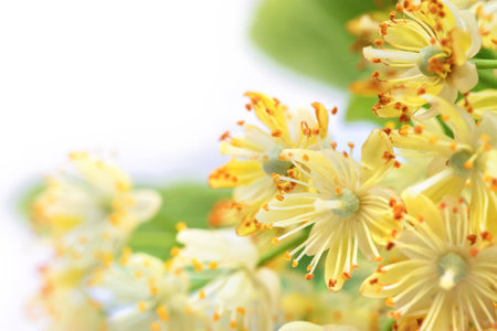 linden tree close up flower in spring, beautiful linden tree flower in spring during floweringの写真素材