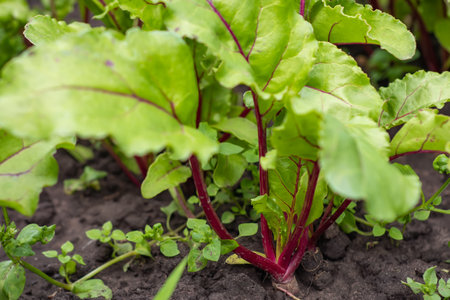 Swiss chard, Beta vulgaris, in the garden.の写真素材