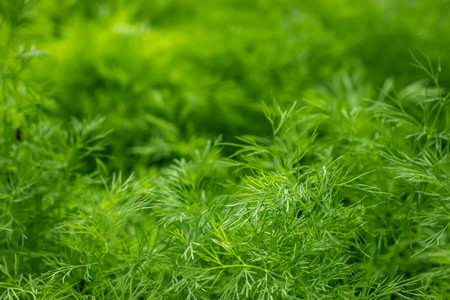 fresh green dill background. fresh green dill textureの写真素材