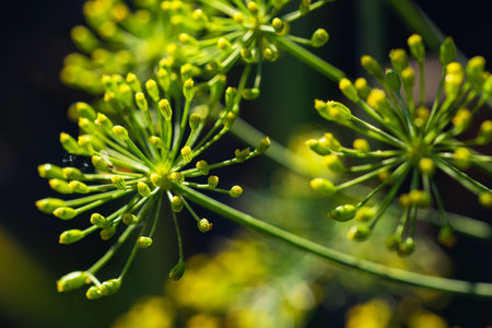 Flower of green dill fennel. Green background with flowers of dill.の写真素材