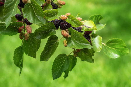 The fruit of black mulberry - mulberry treeの写真素材