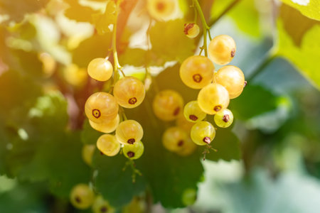 Brush of white currant berries and green leaves. White currant Ribes rubrum White grape Close up. Macroの写真素材