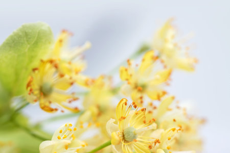 linden tree close up flower in spring, beautiful linden tree flower in spring during flowering