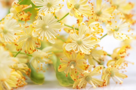 Linden flowers on a white background. Linden flowers bloom with leaves and petals.の写真素材
