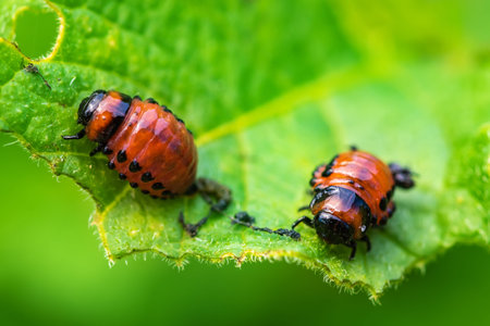 Colorado potato beetle and red larva crawling and eating potato leaves