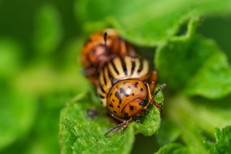 The Colorado potato beetle Leptinotarsa decemlineata is a serious pest of potatoes, tomatoes and...