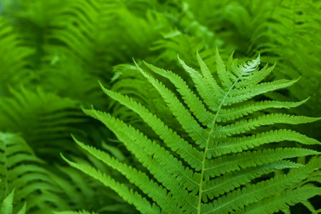 Beautyful ferns leaves green foliage natural floral fern background in sunlightの写真素材