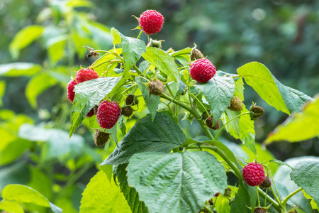 Branch of ripe raspberries in garden. Red sweet berries growing on raspberry bush in fruit garden