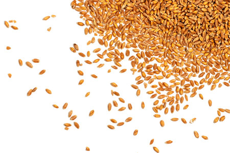 wheat grain isolated on white background. top view.