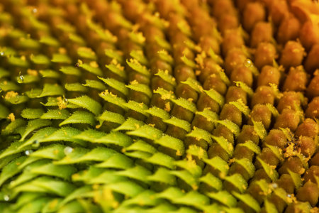 Beautiful fresh yellow sunflower macro shooting. Sunflower blooming Close-up. flower card wallpaper....