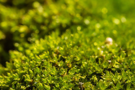 Beautiful green moss on the floor, moss closeup, macro. Beautiful background of moss for wallpaper