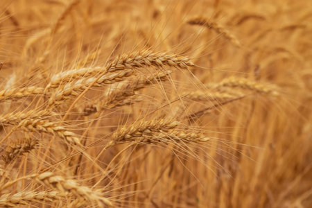 Wheat Rye Field, Ears of wheat close up. Harvest and harvest concept. Ripe barley on the field on...