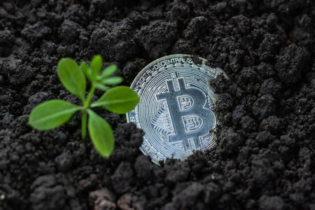 Bitcoin coin in the ground and leaves grow. conceptの写真素材
