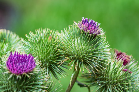 Greater burdock or edible burdock flowers, Arctium lappa,の写真素材