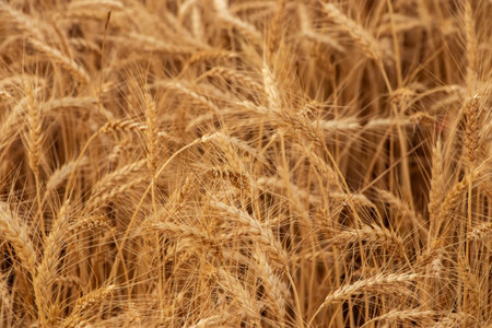 Close up of wheat ears, field of wheat in a summer day. harvesting period,