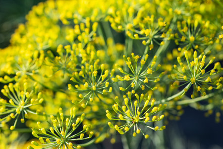 Flower of green dill fennel. Green background with flowers of dill.の写真素材