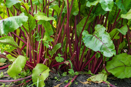 Young fresh beet leaves. Beetroot plants in a row from a close distance.