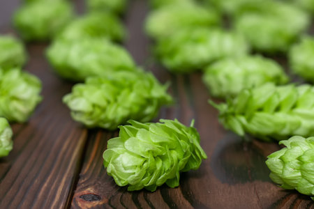 Beer brewing ingredients, hops,on a wooden cracked old table in front of hops plantation. Beer...