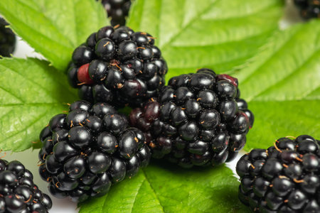 three blackberry with leaf isolated on a white background closeup.