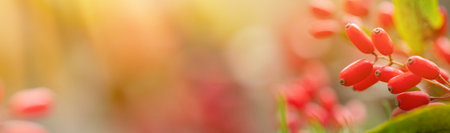 Banner with red berries of barberry on a bush branch close-up. Barberry bush in the autumn gardenの写真素材