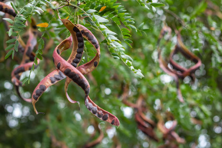 Dry brown seed pods and green leaves of acacia