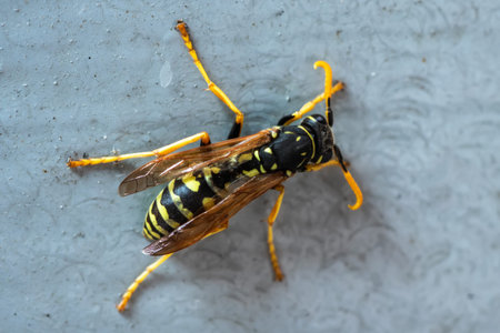 European wasp German wasp or German yellowjacket on gray background.
