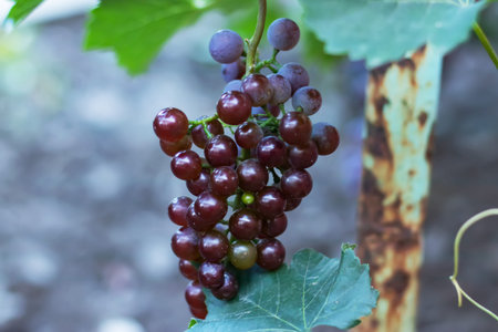 Bunch of red grapes on the vine bush at the vineyard plantation during sunset, close up view. High...