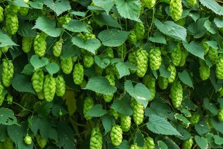 Detail of green fresh hops for making beer in the field.