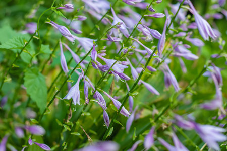 Perennial hosta flower with decorative bicolor leaves and purple flowers on a flowerbed in a summer park. floral background.の写真素材
