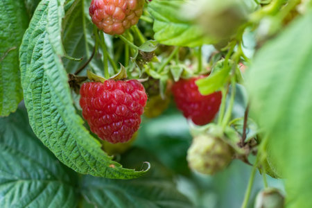 branch of ripe raspberries in a garden,