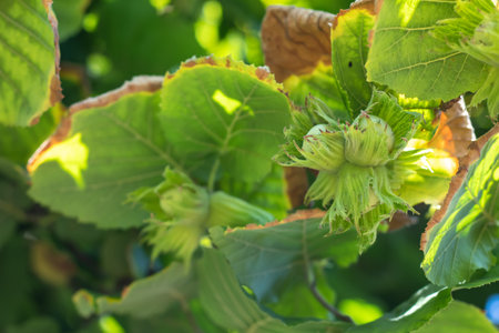 Young hazel, green hazelnut nuts, grow on a tree,の写真素材