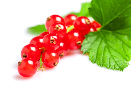 Red currant berries with leaf isolated on white background.の写真素材