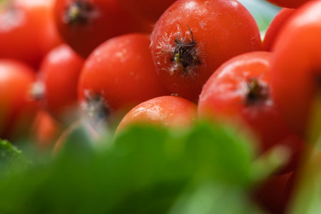 Rowan branches with ripe fruits close-up. Red rowan berries on the rowan tree branches, ripe rowan berries closeup and green leaves.の写真素材