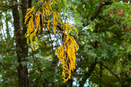 Dry brown seed pods and green leaves of acaciaの写真素材