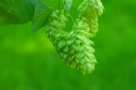 Detail of green fresh hops for making beer in the field.