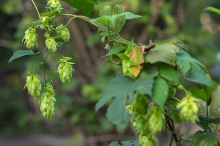 Green fresh hop cones for making beer and bread closeup, agricultural backgroundの写真素材