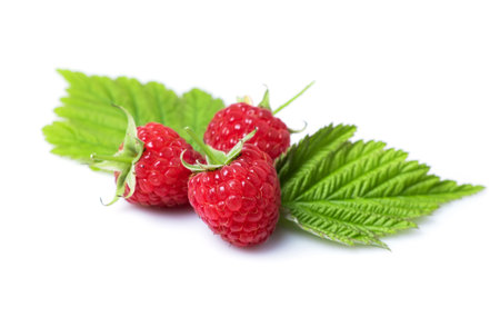 Raspberry leaves. Raspberry isolated on white background