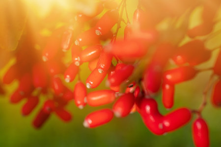 Red barberry berries in the sun in the garden,の写真素材