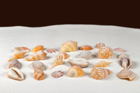 Seashells on sand. Sea summer vacation background with space for the text.